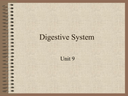 Digestive System2012