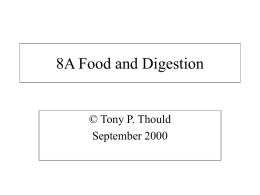 8A Food and Digestion