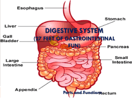 Digestive System PowerPoint
