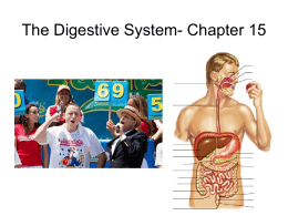 Respiratory and Digestive Systems