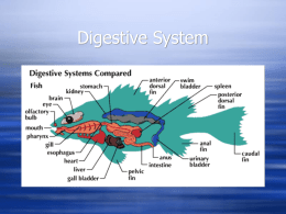 C. Digestive