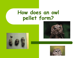 How does an owl pellet form?