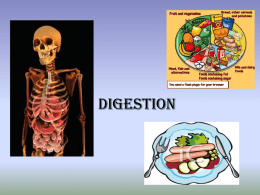 Digestion - Denton ISD