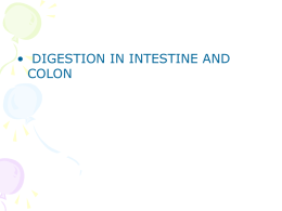 Digestion in intestine and colon