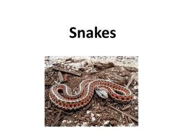 Snakes - Online Veterinary Anatomy Museum