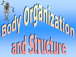 Body Organization - Junction Hill C