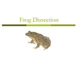 Frog Dissection PPT_1213