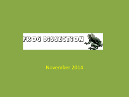 13 - Dissection Powerpoint 2