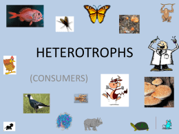 Ch 5 Heterotrophs are consumers