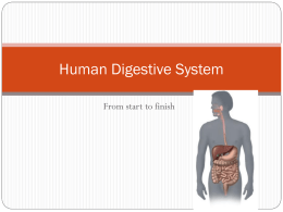 Digestive System Facts