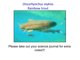 Oncorhynchus mykiss