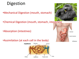Digestion - Franklin College