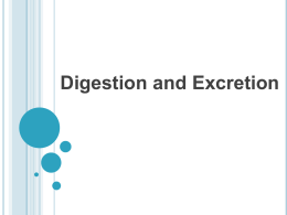 digestion and excretion notes