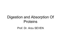 Digestion Absorpton Of Proteins308.5 KB