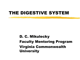 the digestive system - people.vcu.edu