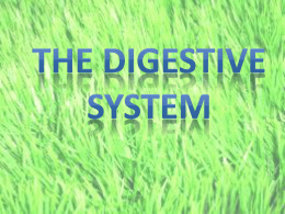 Digestive System Guided Notes