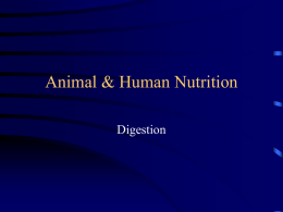 Animal & Human Nutrition
