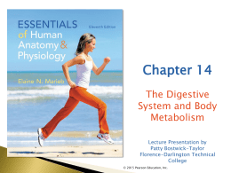 Ch 14 Digestive System- Fx and Organs through the