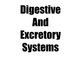 Digestive And Excretory Systems