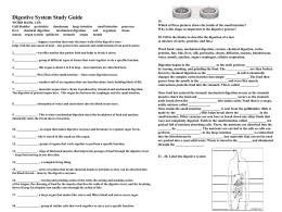 Digestive System Study Guide WORD BANK 1