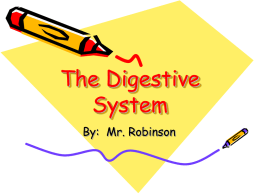The Digestive System - Madison County Schools