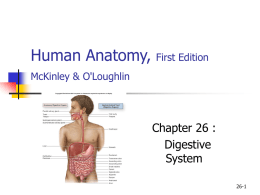 Human Anatomy, First Edition McKinley&O`Loughlin