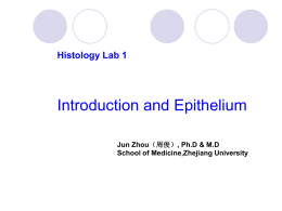 Lab1.introduction and epithelium(zhou)
