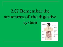 The Digestive System 2.04 Understand the Digestive System