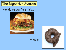 digestive system presentation