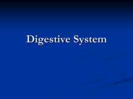 Digestive System - Saint Mary Catholic School