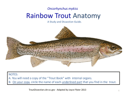 Trout Dissection