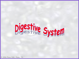 2006 Plano ISD, Plano, TX Digestive System © 2006 Plano ISD