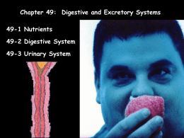 Chapter 49-Digestive and Excretory Systems
