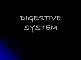 digestion - KingSNC2D