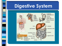 Chapter 6 Digestive System