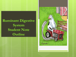 Ruminant Digestion Note Guide