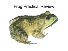 Frog Practical Review - Kenston Local Schools