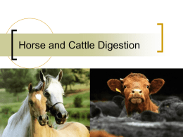 Horse and Cattle Digestion