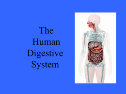Human Digestive System - HHS-Biology-3C