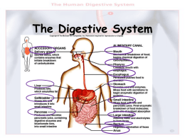 The Digestive System The Digestive System
