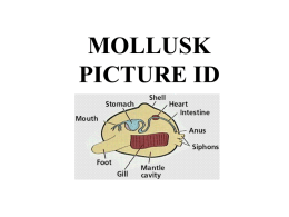 Mollusks PICTURE ID REVIEW