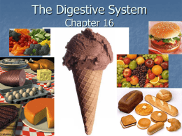 The Digestive System Chapter 16