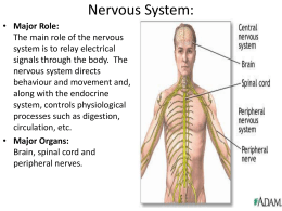 Nervous System: