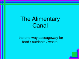 The Alimentary Canal