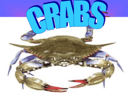Crabs - OoCities