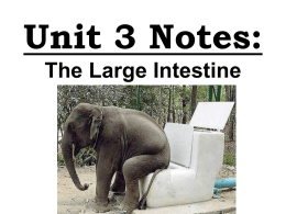 Unit 3 Notes: The Large Intestine & Digestive Disorders