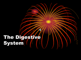 Functions of the Digestive System