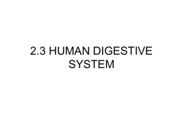 2.3 HUMAN DIGESTIVE SYSTEM