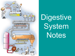 Introduction to the Digestive System Notes