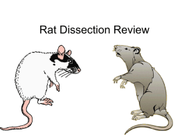 WHS Rat Review PPT
